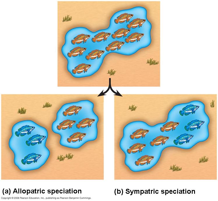 Speciation = one species splits into two or more species (due to loss of gene flow)