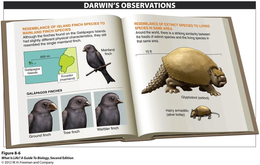 Charles Darwin s Observations aboard the Beagle Species had traits that
