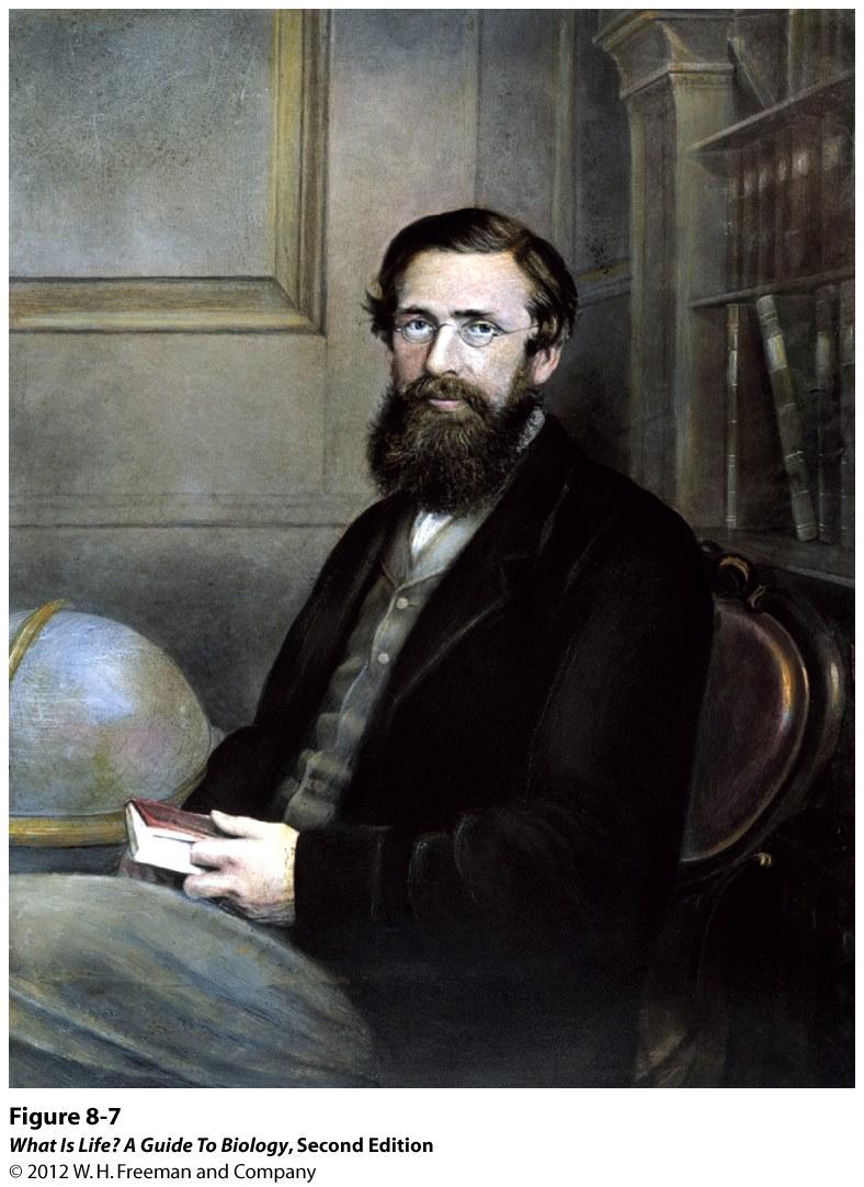 Alfred Russel Wallace (1823-1913) British Naturalist Independently developed