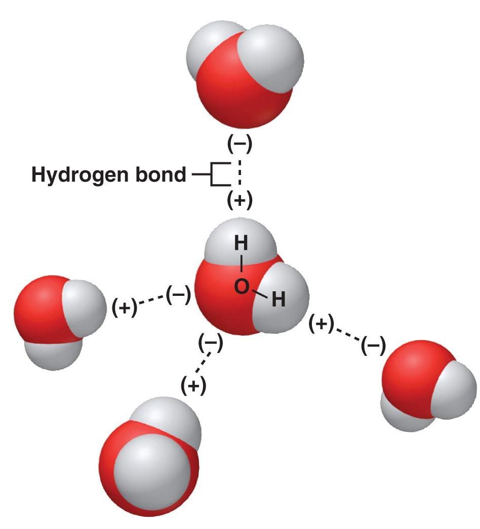 Concept Check Water molecules form hydrogen bonds because a) the water molecule is polar.