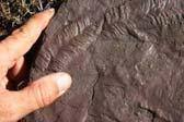 Remains Trace fossils Sedimentary Environment A geographic setting where sediment is accumulating Determines the nature of the sediments that accumulate (grain size, grain shape, etc.