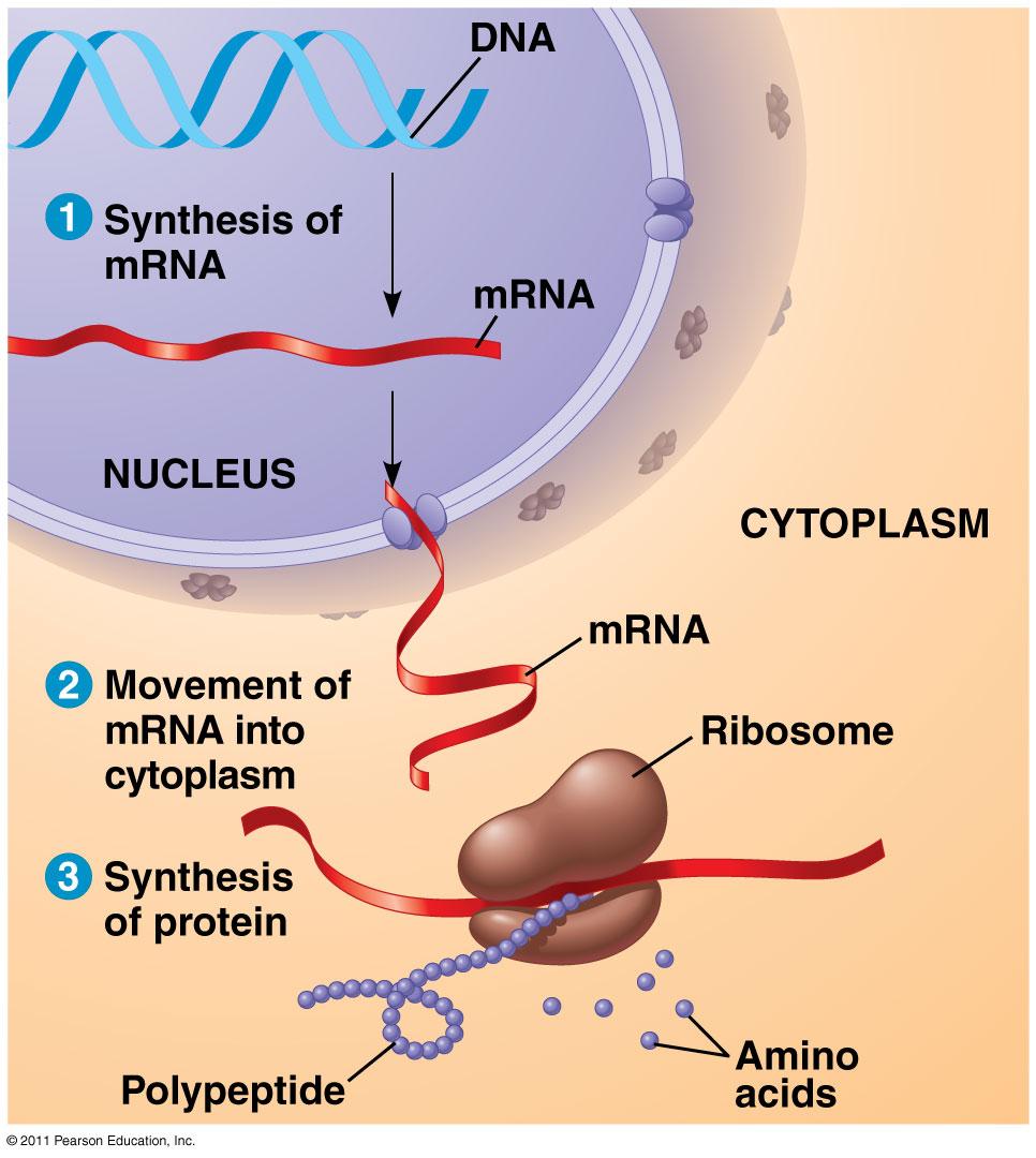 (RNA) DNA and RNA direct, which occurs on the ribosomes.