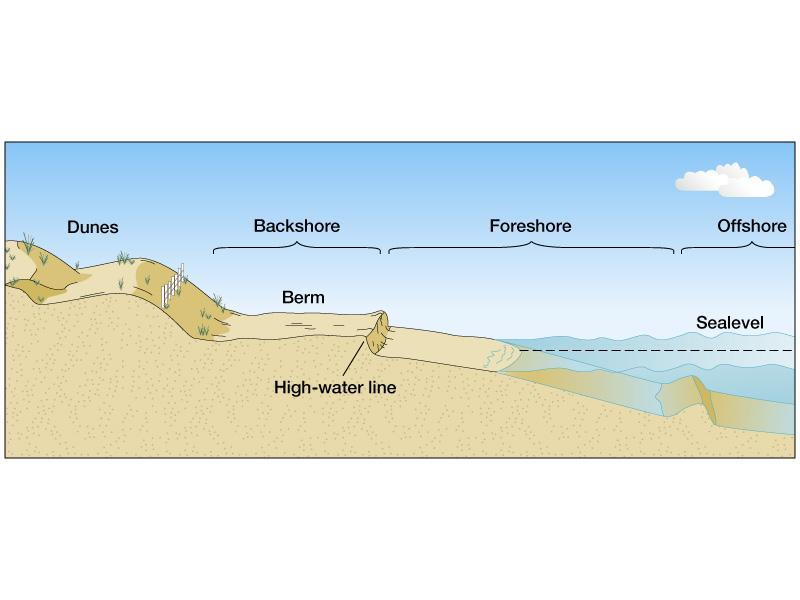 Beach berms develop in wave-dominated