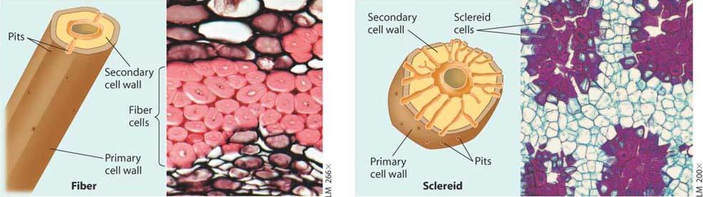 Sclerenchyma cells provide support for non-growing regions They have thick secondary cell walls, usually strengthened with lignin, which is the main chemical component of wood.