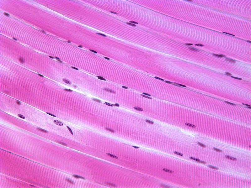 SPECIAL CELL STRUCTURES Long Protein Fibers Muscle