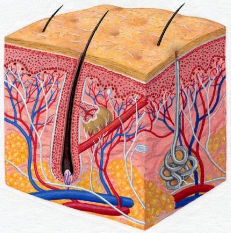 TISSUES & ORGANS Tissue A group of the same type of cells working together doing the same job Organ