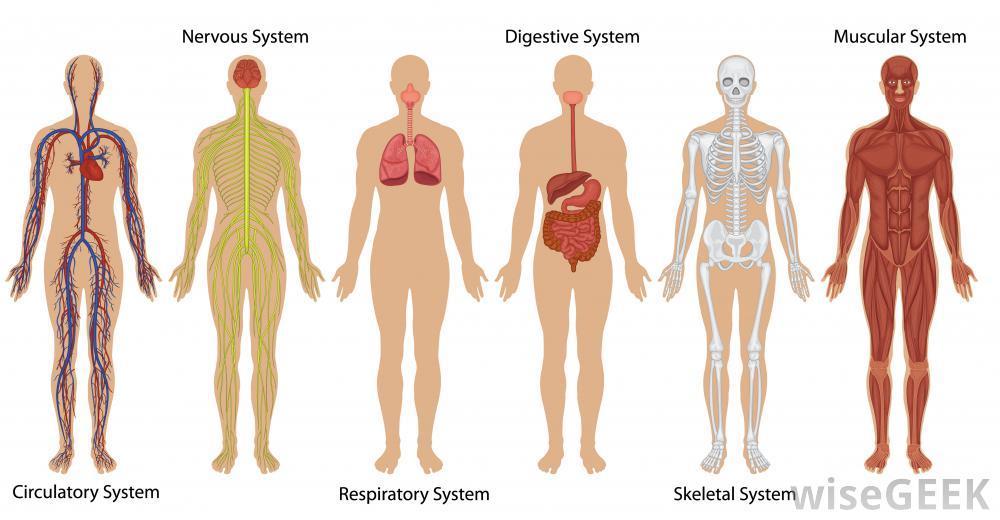 ORGAN SYSTEMS Organ System A group of organs