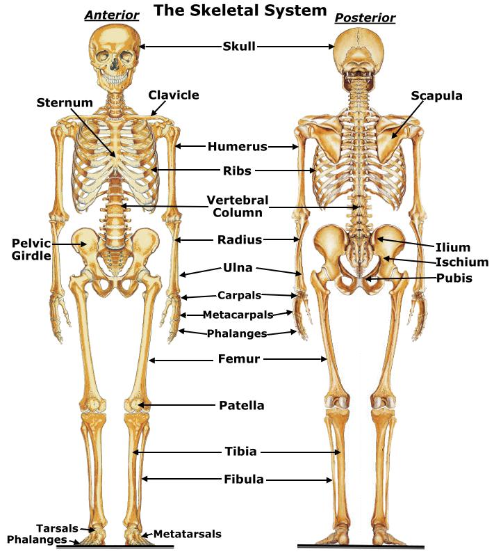 SKELETAL SYSTEM Bones work together to protect