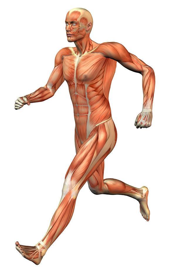 MUSCULAR SYSTEM Muscles