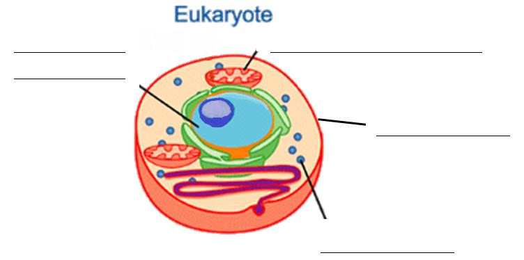membrane-bound organelle. 8. Is a bacterial cell a prokaryote or a eukaryote? How do you know? 9.