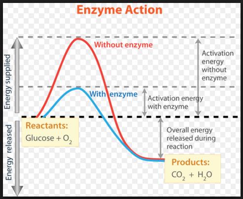 4. How does an enzyme affect the chemical reaction in the graph below? 5. Explain how temperature and ph can affect and enzyme. Photosynthesis and Cellular Respiration (Bio.9b) 1.