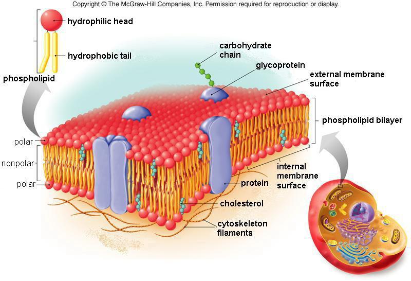 The Cell Membrane 1. What structures shown in the diagram above make up the cell membrane? a. b. c. d. 2. List the functions of the cell membrane: a. b. 3.
