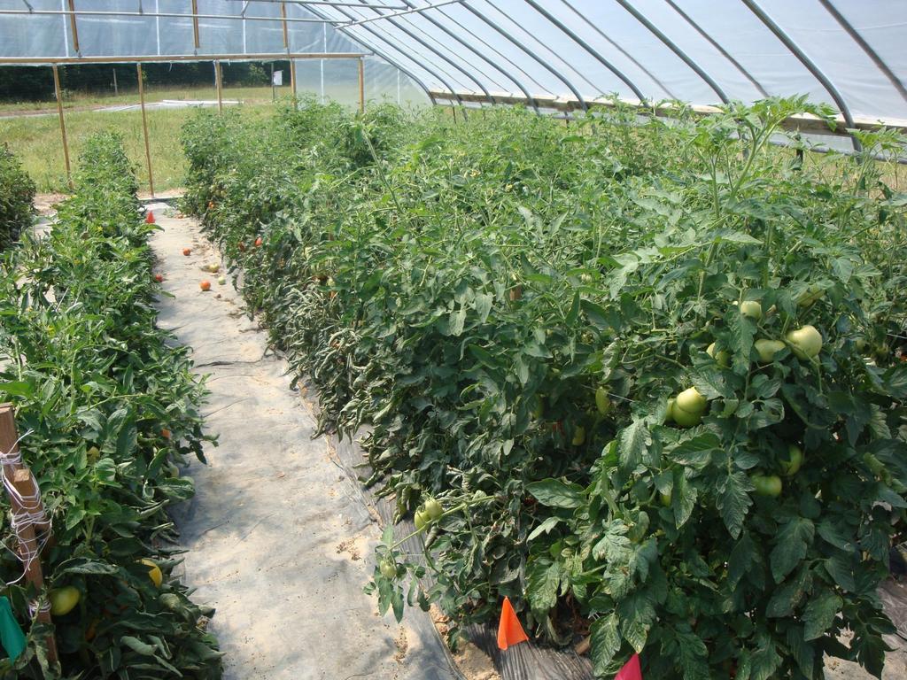Over the years high tunnel (HT) production of vegetables have enabled growers to extend their vegetable production time by 3-5 months.