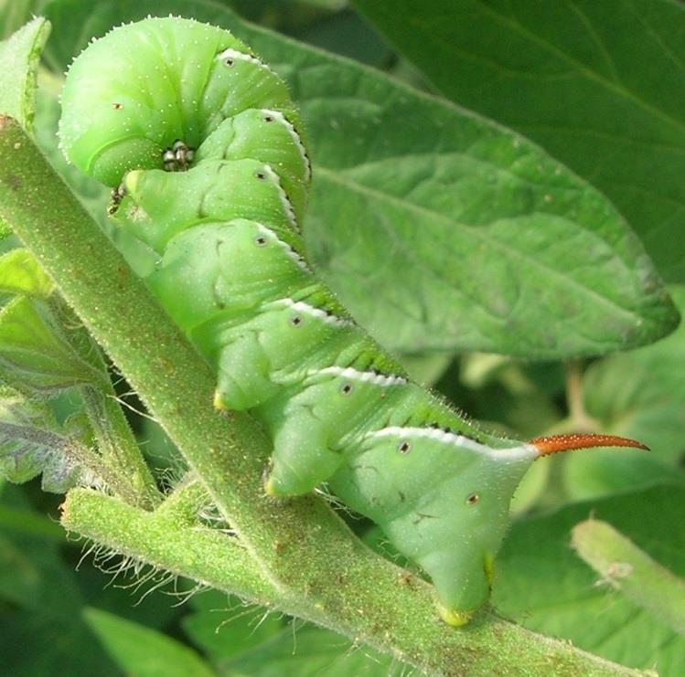 Hornworms Manduca sexta (L) are often found in HT tomatoes.