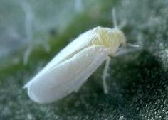 whitefly Trialeurodes