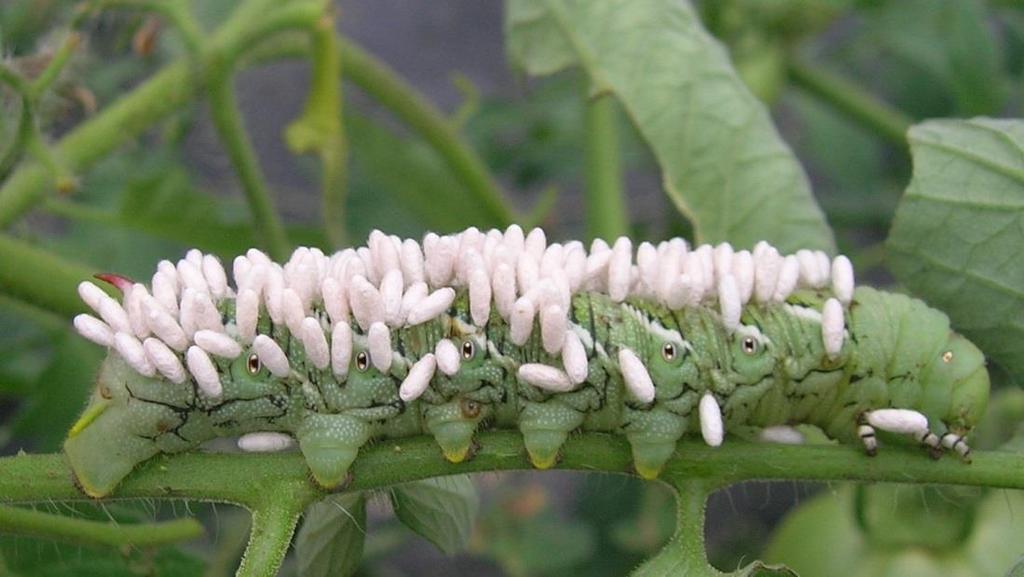 Parasitized hornworm with cocoons of