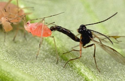 Common Beneficial Insect Groups: Parasitoids Parasitoid Wasps O`en very Mny Individuals lay