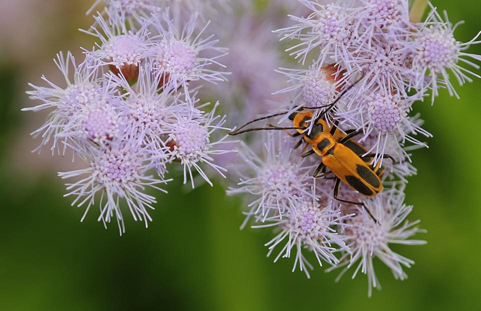 Predators: Beetles Soldier Beetles Predatory as larvae and adults Adults need nectar and