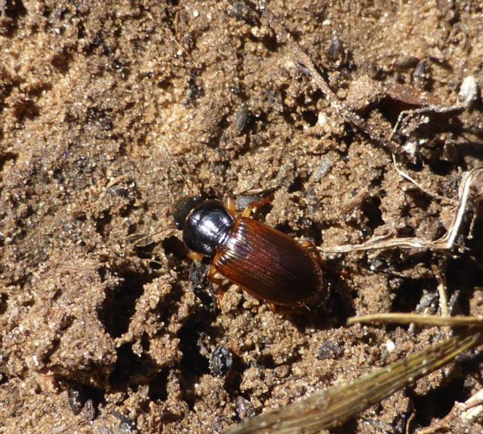 Predators: Beetles Ground Beetles (Carabidae)