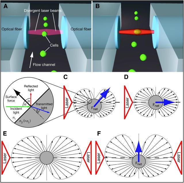 The microfluidic optical stretcher Stretching forces, F (major and minor axes) Optical deformability, ODt, Optically induced surface forces - trapping and stretching of cells Cells in