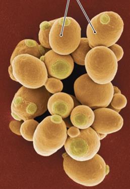 (b) Domain Archaea ALL microbes