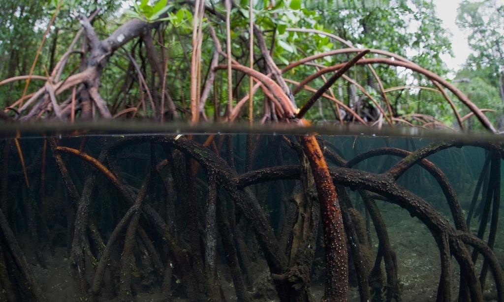 How mangroves enhance fisheries Within mangroves: Direct capture fisheries and harvesting Provision of shelter Nursery function Provision of food Primary productivity Externally: Nutrient export