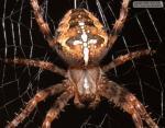 Spiders Venomous bite paralyzes prey.