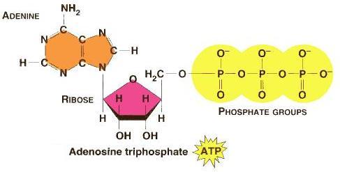 ADENOSINE TRIPHOSPHATE: (ATP) energy transfer compound used to trap energy and