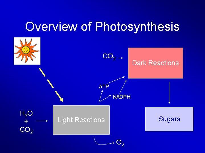 4:4 The Photosynthesis Process Two Stages of Photosynthesis 1. LIGHT REACTIONS (LIGHT DEPENDENT): requires chlorophyll, water, and light (to supply the energy stored in the bonds of glucose).