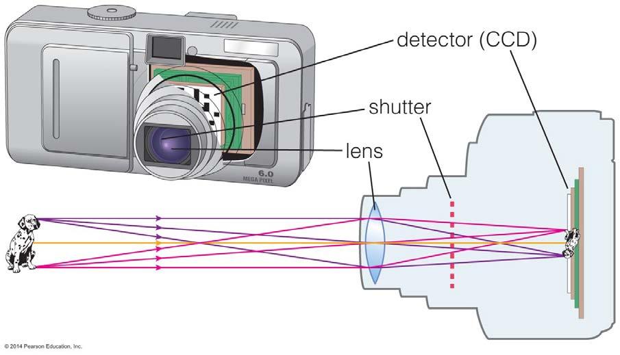 Recording Images Digital cameras detect light with charge-coupled devices (CCDs).