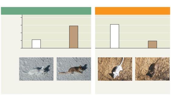 Backtracking and rethinking may be necessary part way through the process A Case Study in Scientific Inquiry: Investigating Coat Coloration in Mouse Populations Color patterns of animals vary widely