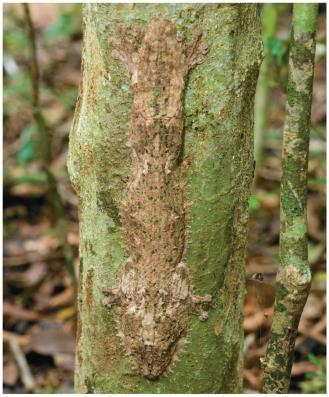 Can you pick out the mossy leaf-tailed gecko lying against the tree trunk in this photo?