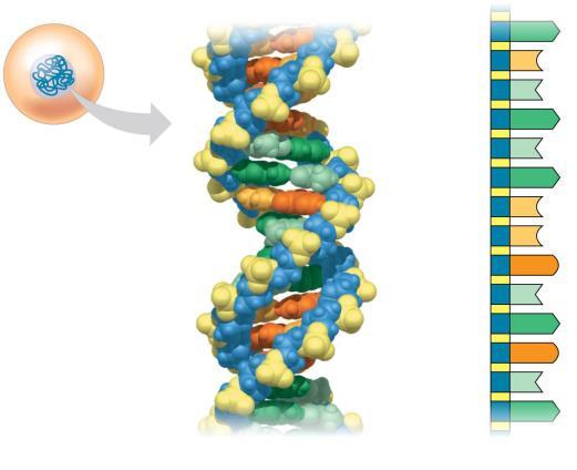 DNA, the Genetic Material Each chromosome has one long DNA molecule with hundreds or thousands of genes Nuclei containing DNA Sperm cell Figure 1.
