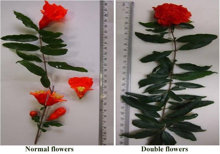 April to June 2012 and were authenticated by Dr. P. Jayaraman, Plant Anatomy Research Centre (PARC), Chennai,. A voucher specimen of normal flowers P. granatum (No. 00443) and double flowers of P.