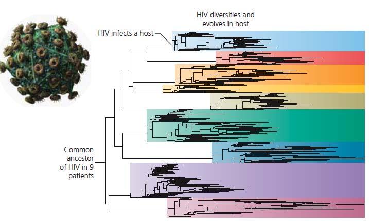Rapid evolution of pathogens: HIV (an