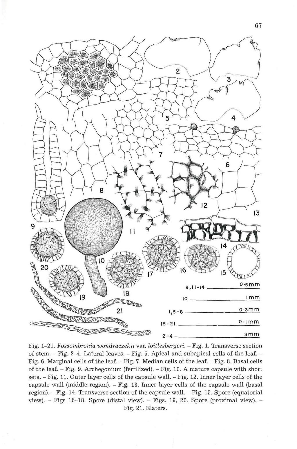67 Fig. 1-21. Fossombronia wondraczekii var. loitlesbergeri. - Fig. 1. Transverse section of stem. - Fig. 2-4. Lateral leaves. - Fig. 5. Apical and subapical cells of the leaf. - Fig. 6.