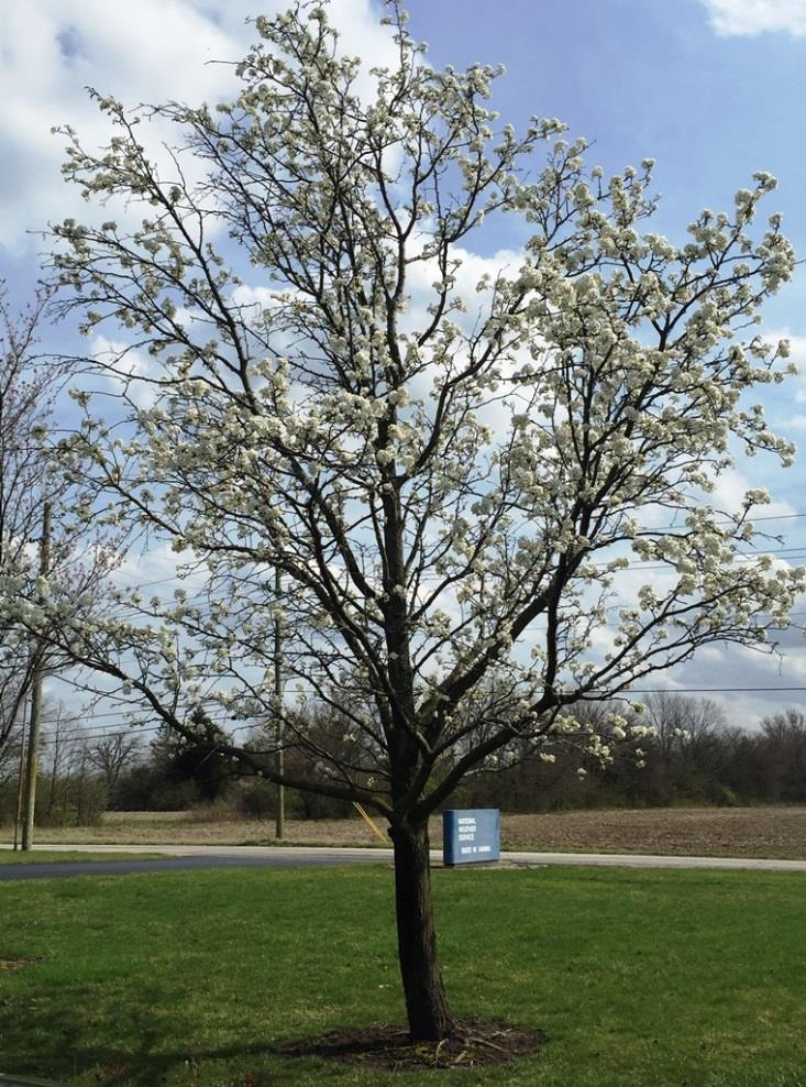 The picture above is a blossoming tree at the Indianapolis Weather Office on the 27 th.