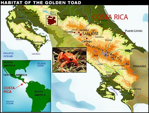 Climate Change and Animal Populations - The golden toad, last seen in Costa Rica s cloud forest in 1989, is believed to be extinct.