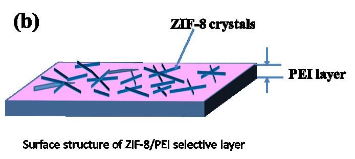 membrane, the simulated ZIF-8 particles, ZnO and Zn(OH) 2