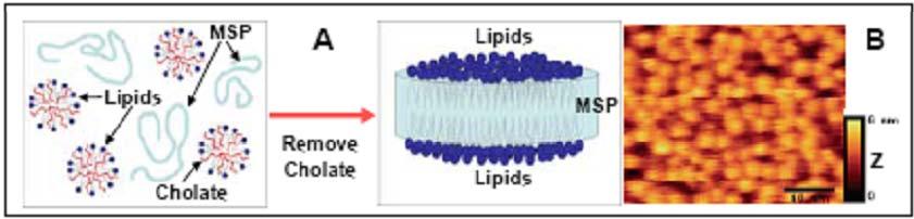 (2006) Phospholipids and Membrane scaffold protein (MSP) Nanometer-sized discs Spontaneous