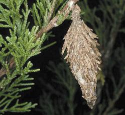Bagworms Bagworms are caterpillars that make distinctive spindle shaped bags on a variety of trees and shrubs.