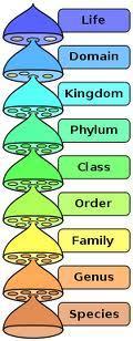 Linnaean System Kingdom Phylum