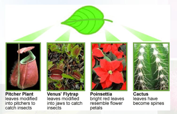 Homologous (similar) Structures in Plants Cladograms: a branching diagram to show relationships among organisms 10 These are all examples of leaves that are modified to do very unique jobs for a
