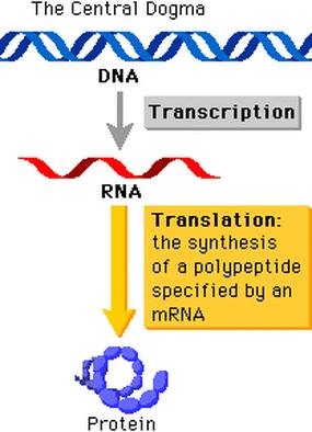 Gene expression Gene expression is a process that takes gene info and creates a functional gene product (e.g., a protein). Some genes code for proteins. Others (e.g., rrna, trna) code for functional RNA.