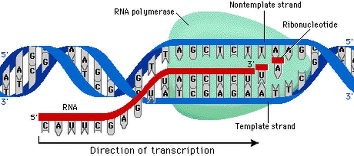 Transcription Transcription occurs inside the cell nucleus. A helicase enzyme binds to and unzips DNA to read it.