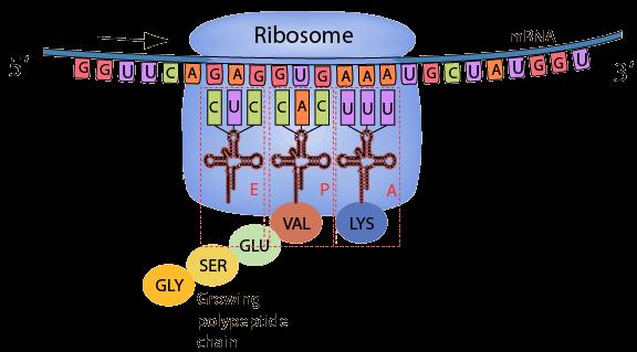 Translation During translation, the mrna is read by