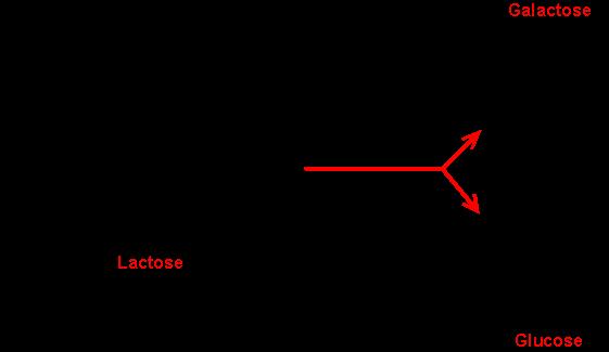 Lactose and β galactosidase When a host consumes milk, E. coli is exposed to lactose (milk sugar).