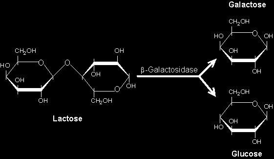Lactose consists of one glucose sugar linked to one galactose sugar.