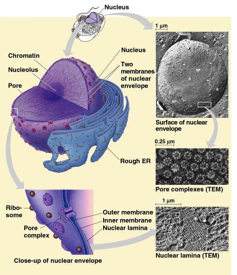 centrioles nuclear pores in