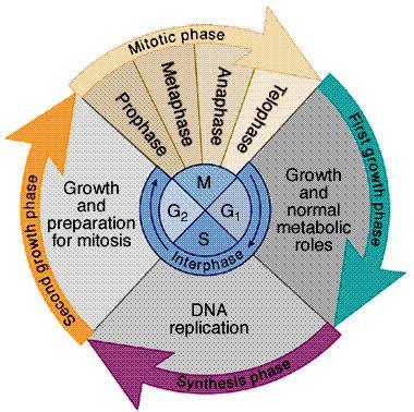 phases: G1 Gap 1 cell is formed from a mitotic division cell grows & matures to divide